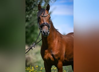 Duitse rijpony, Ruin, 6 Jaar, 148 cm, Bruin