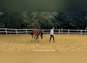 Duitse rijpony, Ruin, 6 Jaar, 148 cm, Donkerbruin