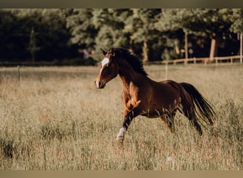 Duitse rijpony, Ruin, 6 Jaar, 148 cm, Donkerbruin