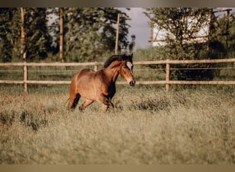 Duitse rijpony, Ruin, 6 Jaar, 148 cm, Donkerbruin