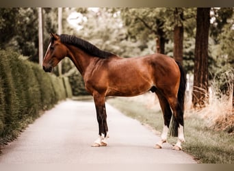 Duitse rijpony, Ruin, 6 Jaar, 148 cm, Donkerbruin