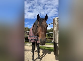 Duitse rijpony, Ruin, 6 Jaar, 148 cm, Donkerbruin