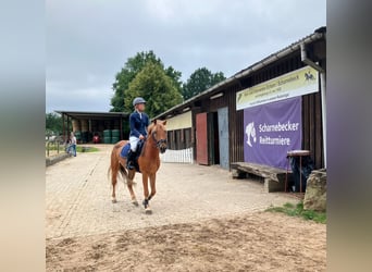 Duitse rijpony, Ruin, 6 Jaar, 148 cm, Donkere-vos