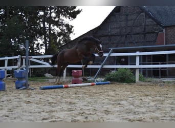 Duitse rijpony, Ruin, 6 Jaar, 148 cm