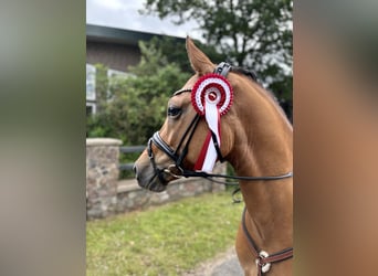 Duitse rijpony, Ruin, 6 Jaar, 148 cm, Falbe