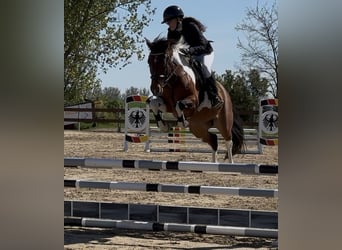 Duitse rijpony, Ruin, 6 Jaar, 148 cm, Gevlekt-paard