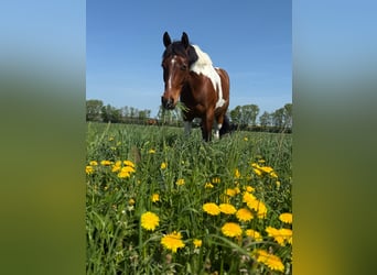 Duitse rijpony, Ruin, 6 Jaar, 148 cm, Gevlekt-paard