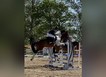Duitse rijpony, Ruin, 6 Jaar, 148 cm, Gevlekt-paard