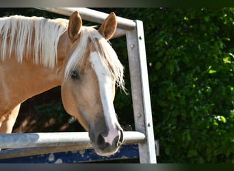 Duitse rijpony, Ruin, 6 Jaar, 148 cm, Palomino