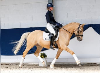Duitse rijpony, Ruin, 6 Jaar, 148 cm, Palomino