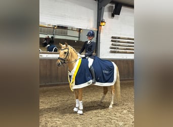 Duitse rijpony, Ruin, 6 Jaar, 148 cm, Palomino