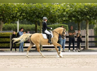 Duitse rijpony, Ruin, 6 Jaar, 148 cm, Palomino
