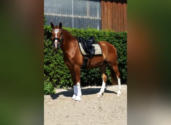 Duitse rijpony, Ruin, 6 Jaar, 148 cm, Vos