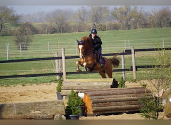 Duitse rijpony, Ruin, 6 Jaar, 148 cm, Vos