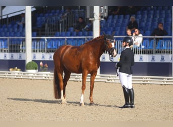 Duitse rijpony, Ruin, 6 Jaar, 148 cm, Vos