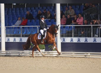 Duitse rijpony, Ruin, 6 Jaar, 148 cm, Vos