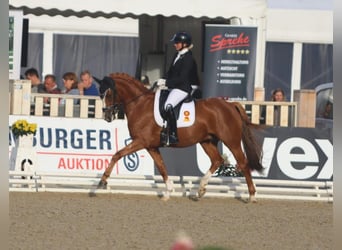 Duitse rijpony, Ruin, 6 Jaar, 148 cm, Vos