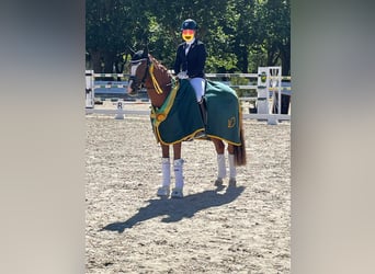 Duitse rijpony, Ruin, 6 Jaar, 148 cm, Vos