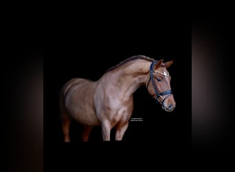 Duitse rijpony, Ruin, 6 Jaar, 148 cm, Vos