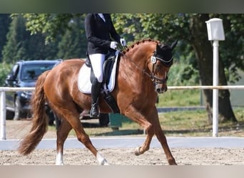 Duitse rijpony, Ruin, 6 Jaar, 148 cm, Vos
