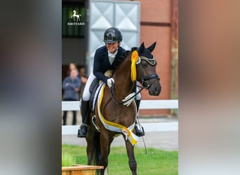 Duitse rijpony, Ruin, 6 Jaar, 148 cm, Zwart