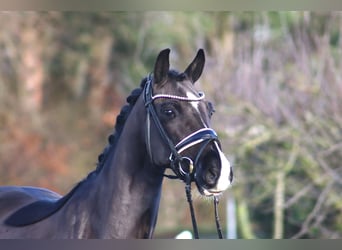 Duitse rijpony, Ruin, 6 Jaar, 148 cm, Zwart