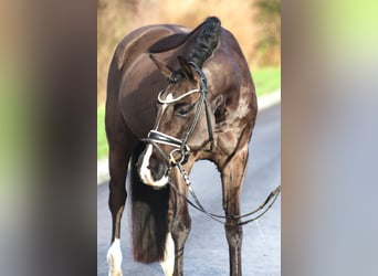 Duitse rijpony, Ruin, 6 Jaar, 148 cm, Zwart