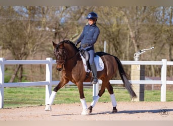 Duitse rijpony, Ruin, 6 Jaar, 149 cm, Donkerbruin