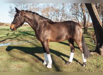 Duitse rijpony, Ruin, 6 Jaar, 149 cm, Donkerbruin