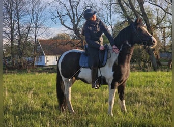 Duitse rijpony, Ruin, 6 Jaar, 150 cm, Gevlekt-paard