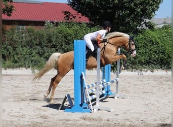 Duitse rijpony, Ruin, 6 Jaar, 150 cm, Palomino