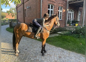 Duitse rijpony, Ruin, 6 Jaar, 152 cm, Brauner