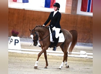 Duitse rijpony, Ruin, 6 Jaar, 152 cm, Vos