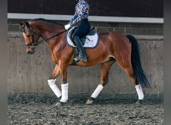 Duitse rijpony, Ruin, 6 Jaar, 153 cm