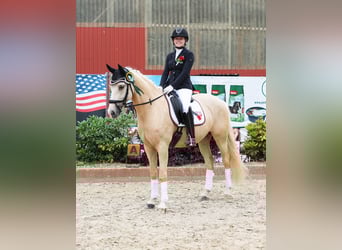 Duitse rijpony, Ruin, 6 Jaar, 153 cm, Palomino
