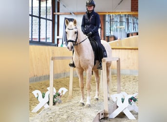 Duitse rijpony, Ruin, 6 Jaar, 153 cm