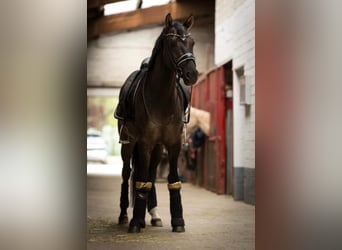 Duitse rijpony, Ruin, 6 Jaar, 154 cm