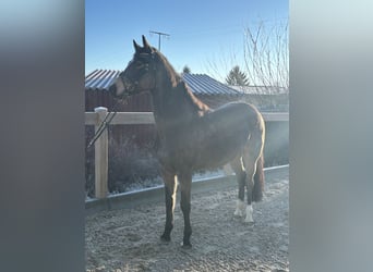 Duitse rijpony, Ruin, 6 Jaar, 155 cm, Bruin