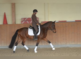 Duitse rijpony, Ruin, 6 Jaar, 155 cm, Bruin