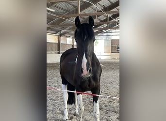 Duitse rijpony Mix, Ruin, 6 Jaar, 155 cm, Gevlekt-paard