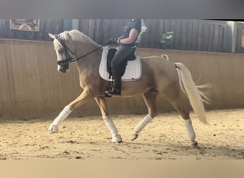 Duitse rijpony, Ruin, 6 Jaar, 155 cm, Palomino