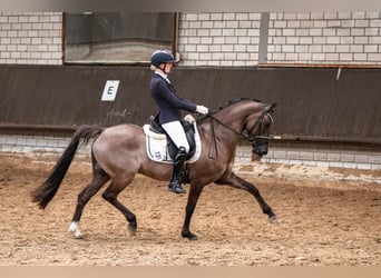 Duitse rijpony, Ruin, 6 Jaar, 156 cm, Falbe