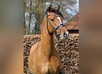 Duitse rijpony, Ruin, 6 Jaar, 157 cm, Falbe