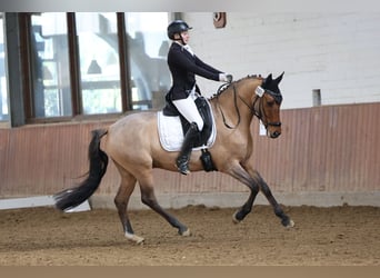 Duitse rijpony, Ruin, 6 Jaar, 158 cm, Falbe