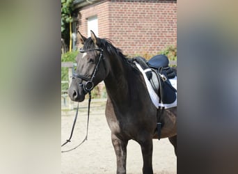 Duitse rijpony, Ruin, 6 Jaar, 158 cm, Roan-Blue