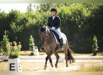 Duitse rijpony, Ruin, 6 Jaar, 158 cm, Roan-Blue