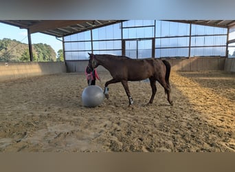 Duitse rijpony, Ruin, 6 Jaar, 161 cm, Vos