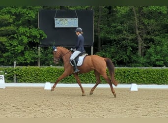 Duitse rijpony, Ruin, 6 Jaar, 161 cm, Vos