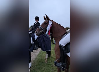 Duitse rijpony, Ruin, 6 Jaar, 161 cm, Vos