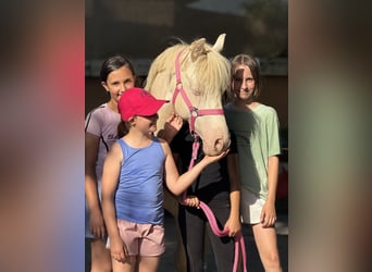 Duitse rijpony, Ruin, 7 Jaar, 142 cm, Cremello